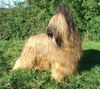 Briard Hund