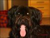 Briard Foto: ganz ne liebe =) (ID 19786) Briard Hund