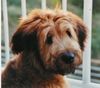 Briard Foto: emile im alter von 6 monaten (ID 1472) Briard Hund