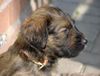 Briard Foto: Hallo ich bin Billy und gerade Wochen alt (ID 2956) Briard Hund
