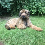 Briard Hund