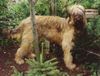 Briard Foto: Elfi von Thale (ID 11593) Briard Hund