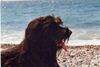 Briard Foto: In Korsika am Strand - ein wahres Hundeparadies (ID 4630) Briard Hund