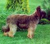 Briard Foto: Gosse z Krainy Mgiel (ID 5448) Briard Hund