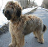 Briard Hund