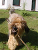 Briard Hund