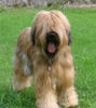 Briard Hund