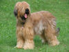 Briard Hund