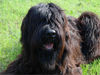 Briard Hund