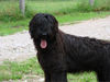 Briard Hund