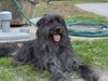 Briard Foto: Rover (ID 20784) Briard Hund