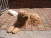 Briard Foto: scarlett 8 jahre (ID 17177) Briard Hund