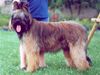 Briard Foto: Gosse z (ID 5438) Briard Hund