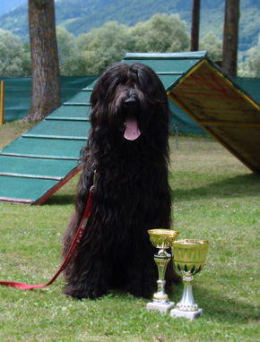 Briard Hunde Foto 38732 in höherer Auflösung ansehen Briard Imp