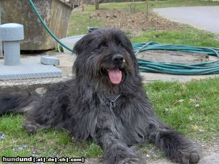 Briard Hunde Foto 20784 Briard Rover
