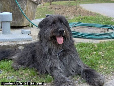 Briard Rover