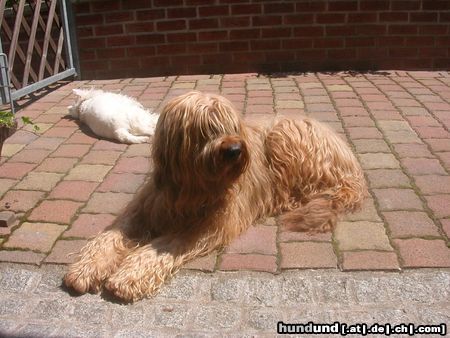 Briard Hunde Foto 17177 Briard scarlett 8 jahre