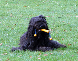 Briard Hunde Foto 27653 in höherer Auflösung ansehen Briard Spielzeug