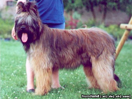 Briard Hunde Foto 5438 Briard Gosse z
