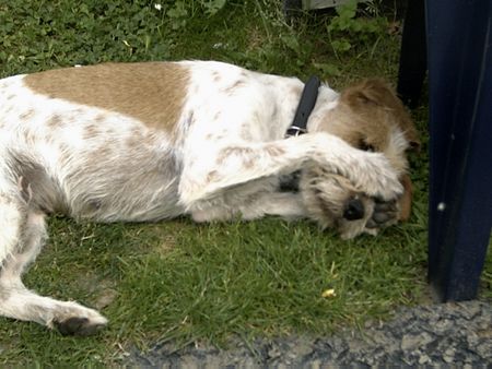 Briquet Griffon Vendéen Auch dies ist unsere Jana - kurz nach Ihrer Ankunft