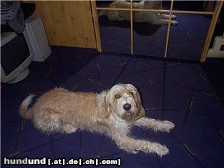 Briquet Griffon Vendéen Der längste Hund der Welt!!!