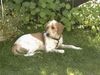 Briquet Griffon Vendéen Hund