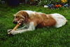 Briquet Griffon Vendéen Foto: Unsere Jana (ID 42904) Briquet Griffon Vendéen Hund