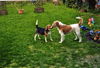Briquet Griffon Vendéen Foto: Auch dies ist unsere Jana - kurz nach Ihrer Ankunft (ID 43124) Briquet Griffon Vendéen Hund