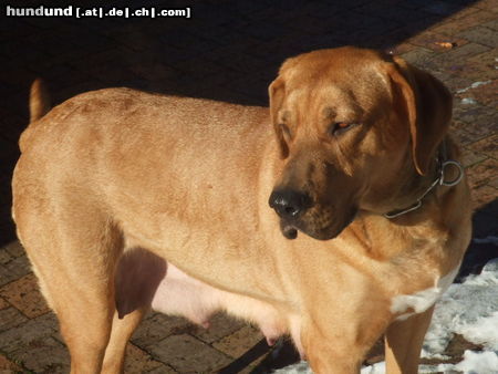 Broholmer Hunde Foto 45116 Broholmer Stammhündin Lissi