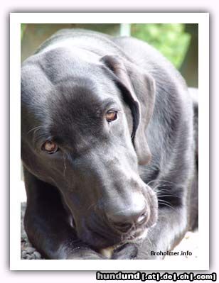 Broholmer Hunde Foto 11770 Broholmer Broholmer - 1 year