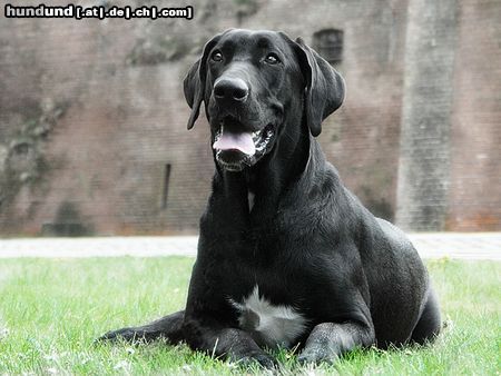 Broholmer Hunde Foto 11757 Broholmer Gertrud, the black prinsess