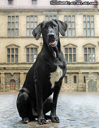 Broholmer Hunde Foto 11758 Broholmer Gertrud, the black prinsess