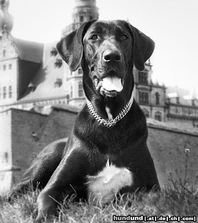 Broholmer Hunde Foto 11759 Broholmer Gertrud, the black prinsess