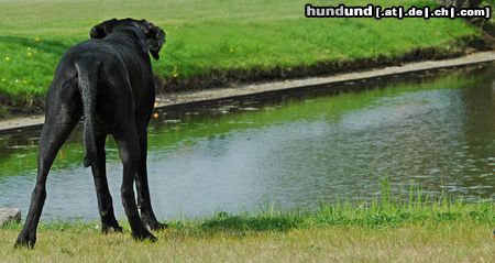 Broholmer Hunde Foto 11760 Broholmer Gertrud, the black prinsess
