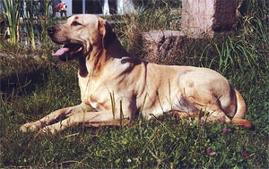 Broholmer Hunde Foto 29864 in höherer Auflösung ansehen Broholmer Audhumla
