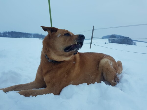 Broholmer Hunde Foto 47775 Broholmer