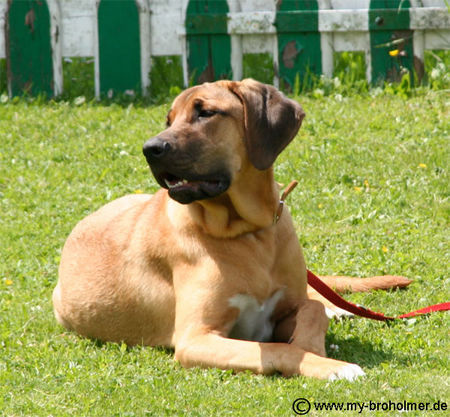 Broholmer Hunde Foto 32916 in höherer Auflösung ansehen Broholmer Freya im Alter von 8 Monaten