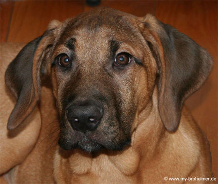 Broholmer Hunde Foto 32913 in höherer Auflösung ansehen Broholmer Freya im Alter von 7 Monaten