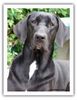 Broholmer Foto: Broholmer - 1 year (ID 11769) Broholmer Hund