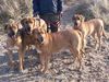 Broholmer Foto: Broholmerhunde (ID 11764) Broholmer Hund