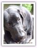 Broholmer Foto: Broholmer - 1 year (ID 11770) Broholmer Hund