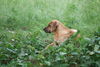 Broholmer Foto: Bora mit Freunden (ID 45117) Broholmer Hund