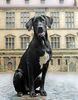Broholmer Foto: Gertrud, the black prinsess (ID 11758) Broholmer Hund