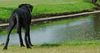 Broholmer Foto: Gertrud, the black prinsess (ID 11760) Broholmer Hund