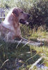 Broholmer Foto: Audhumla (ID 29865) Broholmer Hund