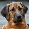 Broholmer Foto: Freya im Alter von 9 Monaten (ID 32917) Broholmer Hund
