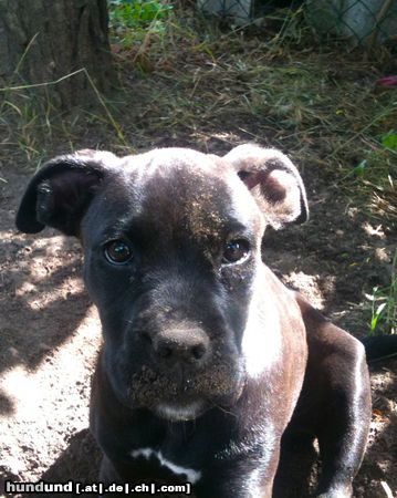 Bull-Boxer Das ist Nele mit etwa 3 Monaten.