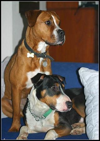 Bull-Boxer Boxer-Staff und Bully/Entlebucher