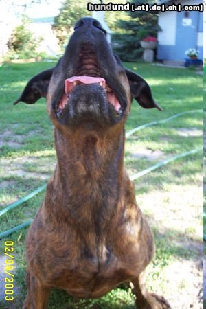Bull-Boxer Hunde Foto 6575 Bull-Boxer Quincy