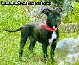 Bull-Boxer Hunde Foto 6143 Bull-Boxer